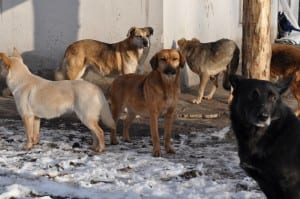 сказ