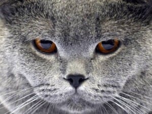 Корм для котів