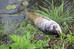 вода