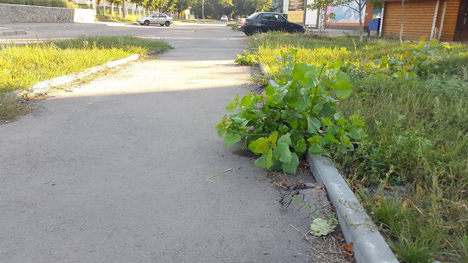 асфальт2