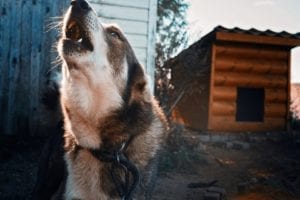 Пес