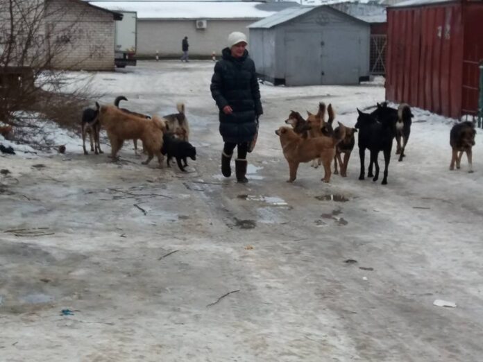 собаки