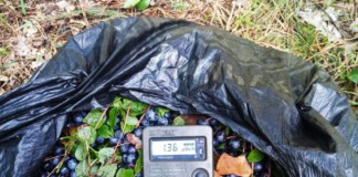 Обережно! На Житомирщині збирають радіаційну чорницю дозиметр