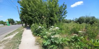 Небезпечний борщівник на вулицях Бердичева: що робити? Бердичів