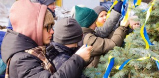 Лісівники Бердичева готуються до продажу новорічних дерев: ціни та контакт Ялинка