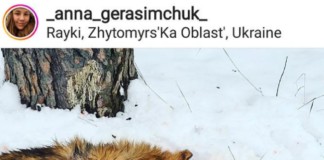 Поліція відреагувала на кроваву знахідку у Райках: розшукують винних собаки