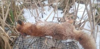 У Семенівській громаді проводять відлов лисиць Сказ