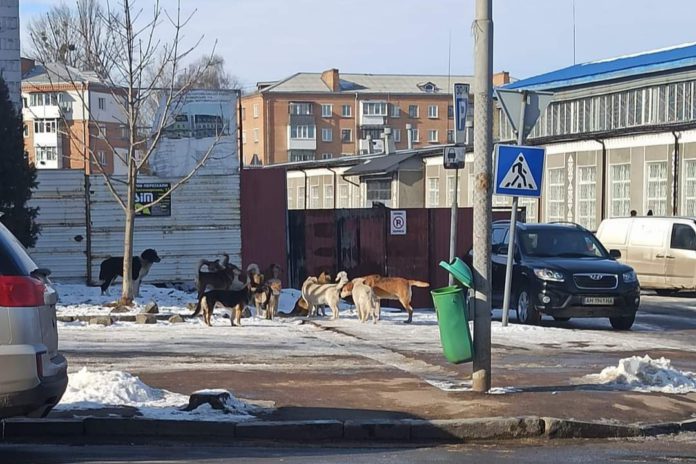 Проблема безпритульних собак: співпраця Бердичева з Краматорськом