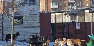 Проблема безпритульних собак: співпраця Бердичева з Краматорськом Проблема безпритульних собак: співпраця Бердичева з Краматорськом