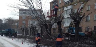 Мер Бердичева хоче європейські стандарти догляду за деревами Дерева