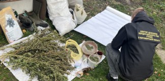 У Бердичеві чоловік влаштував наркотичний бізнес: продавав марихуану на Червоній горі наркотики