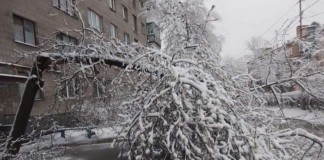 У Бердичеві у дворі багатоповерхівки впало дерево на дорогу дерево зима