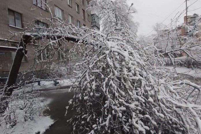 дерево зима