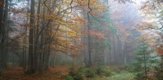 Як купити цінні породи дерева в Україні на біржі ліс