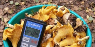 Чи потрібно у Бердичеві йти з дозиметром на ринок за грибами? гриби
