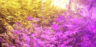 Прокурори Бердичева не зійшлися з наркофермером на ниві ботаніки наркотики