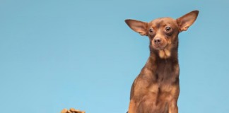Топ-5 суперпреміум-кормів для маленьких порід — Purina ONE, Royal Canin, Hills, Brit, Acana Корм