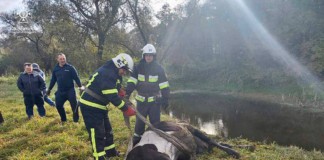 ДСНС провели на Житомирщині секретну рятувальну операцію Операція з порятунку корови