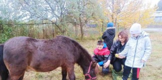 Чудовий поні Капучино: іпотерапія для дітей з особливими потребами у Бердичівській спеціальній школі Кінь Капучино