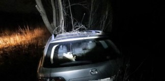 ДТП біля Бердичева: Мазда протаранила дерево ДТП біля Бердичева