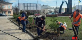 Комунальники наводять красу на вулицях Бердичева Ялинки садять у Бердичеві