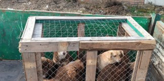 Чи є сенс у боротьбі з безпритульними собаками у Бердичеві? Безпритульні тварини