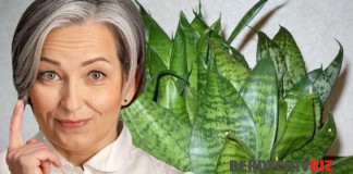 Чому в кожному будинку має бути ця рослина, і яку користь вона приносить Тещин язик