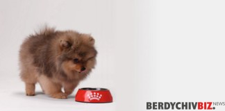 Лучший выбор для вашего питомца: корм для собак Royal Canin Лучший выбор для вашего питомца корм для собак Royal Canin