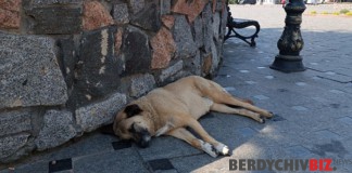 Більше 1 млн витратять на безпритульних у Бердичеві Бердичів шукає героя для порятунку безоглядних тварин