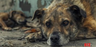 У Бердичеві фіксують акт жорстокості до безпритульної тварини На території Семенівської громади зафіксовано випадок сказу