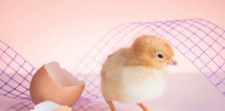 Яка різниця в інкубаторах для дому та промисловості: який обрати? Яка різниця в інкубаторах для дому та промисловості