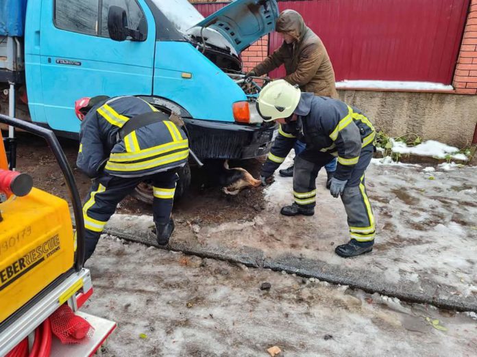 У Бердичеві собака застрягла у моторному відсіку