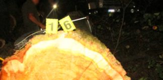 У районі виявили незаконну порубку лісу на понад пів мільйона гривень Незаконна порубка лісу на понад пів мільйона гривень