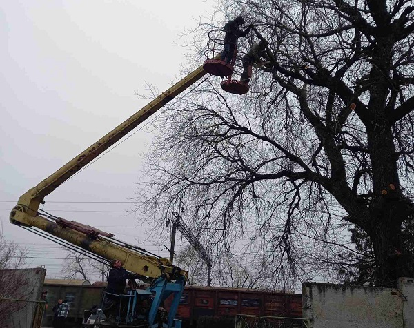 Причина видалення дерева