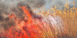 15 пожеж за добу: суха трава горить у Бердичівському районі та не тільки Смертельні вогняні пастки на Бердичівщині
