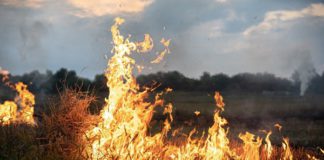 У Бердичеві обговорили заходи протидії пожежам у природних екосистемах У Бердичеві обговорили заходи протидії пожежам у природних екосистемах