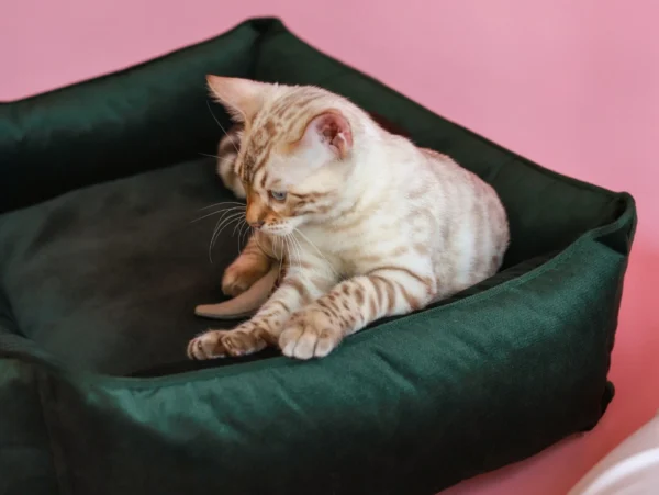 Лежанка для кота
