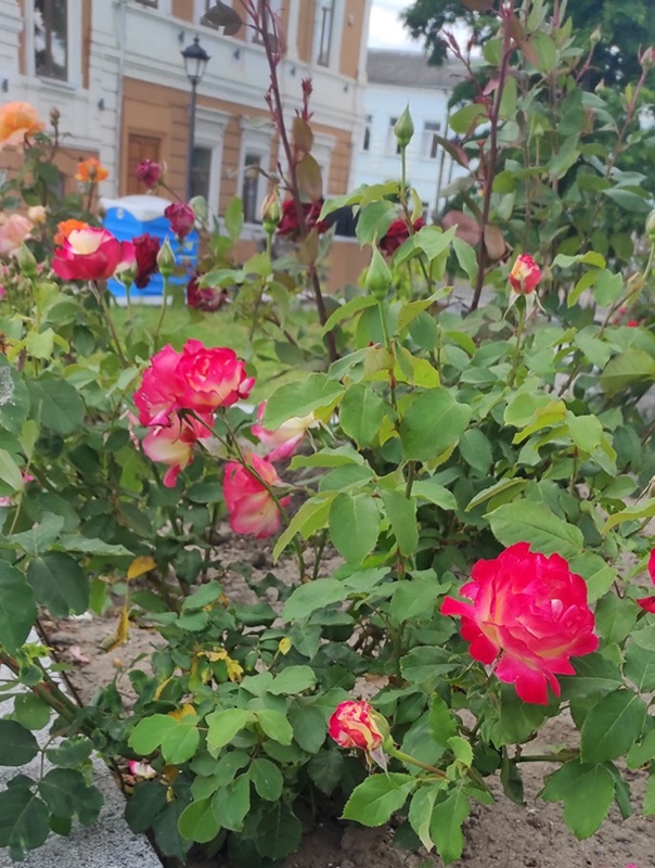 У Бердичеві відкрили для відвідувачів парк Центру позашкільної освіти ім. О. Разумкова