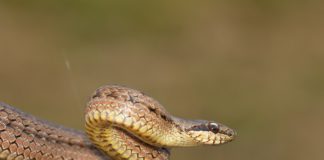 Костянтин Гінгуляк: що робити при укусі змії та чому це небезпечно Костянтин Гінгуляк: що робити при укусі змії та чому це небезпечно