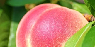 Саженцы персика от Agro‑Market: путь к вкусному урожаю Саженцы персика от Agro‑Market