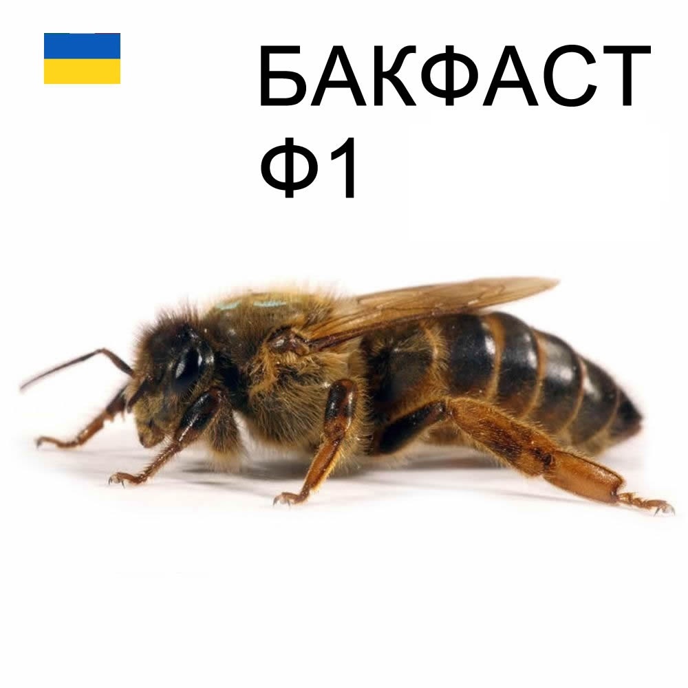 Племенна матка