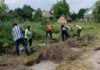 14 дерев врятували від вирубки: у Бердичеві провели масштабну пересадку на Ринковій Пересадка дерев