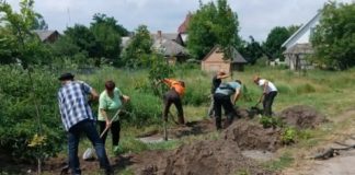 14 дерев врятували від вирубки: у Бердичеві провели масштабну пересадку на Ринковій Пересадка дерев