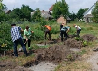 14 дерев врятували від вирубки: у Бердичеві провели масштабну пересадку на Ринковій Пересадка дерев